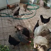 فروش مرغ،خروس،بوقلمون|حیوانات مزرعه|فسا, |دیوار