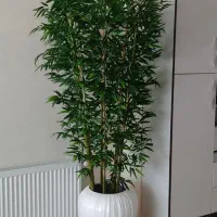 درختچه خیزران