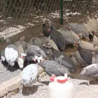 مرغ شاخدار|حیوانات مزرعه|مشهد, شهید بهشتی|دیوار
