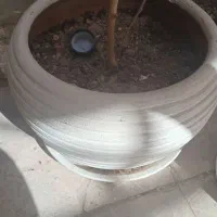 4عدد گلدان سرامیکی|گل و گیاه طبیعی|قم, ولیعصر|دیوار