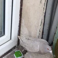 2عددکبوترماده یه نامه برقهوه ای وه یه سیاهکاکل میخ|پرنده|سنندج, |دیوار