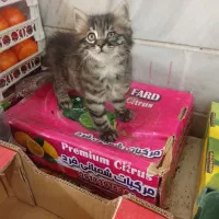 واگذاری بچه گربه