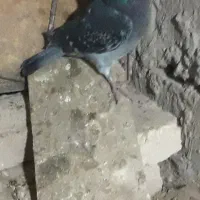 کبوتر|پرنده|هامون, |دیوار