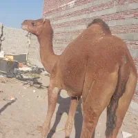 خاش