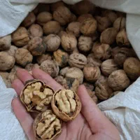 گردو اصل بوانات تازه و خوشمزه