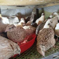 فروش جوجه بلدرچین جوان نژاد تخم گذار