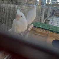 عروس هلند مولد|پرنده|اصفهان, آهنگران|دیوار