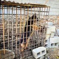 فروش یک عدد قفس