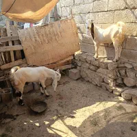 کهره فروشی|حیوانات مزرعه|بندر دیر, |دیوار