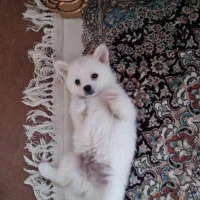 واگذاری سگ پامر عروسکی|سگ|اصفهان, سودان|دیوار