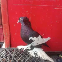 کبوتر خاص با قیمت کم|پرنده|پارسآباد, |دیوار