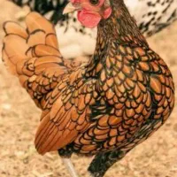 خروس چینی