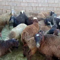 20جفت بره خوب|حیوانات مزرعه|سپیدان, |دیوار