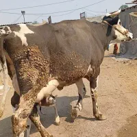 گاو سمنتایل باگوساله نر سمنتایل روزی ۲۰ کیلوشیر|حیوانات مزرعه|اهواز, اهواز|دیوار