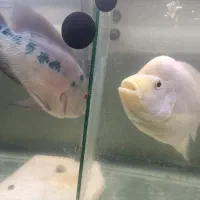 ماهی فلاور مولد جفت بزرگ