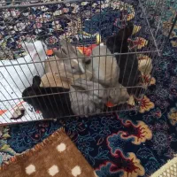 خرگوش سالم و سرحال بازیگوش یک ماهه