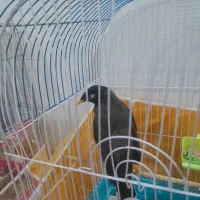 مرغ مینا|پرنده|تربت‌حیدریه, پائین ولایت|دیوار