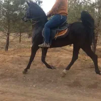 اسب مشگی عرب ایرانی|اسب و تجهیزات اسبسواری|لنجان, |دیوار