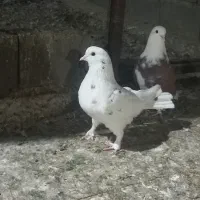 کود‌شیمیایی‌سفید‌وکودکبوتر‌موجوده