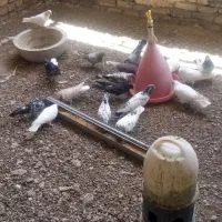 کفتر فروشی