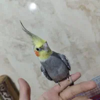 یه جفت طوطی عروس نر سخنگو رام|پرنده|بابل, |دیوار