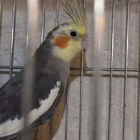 فروش عروس هلندی نر بالغ|پرنده|کاشان, فین بزرگ|دیوار