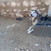فروش سگ هاسکی