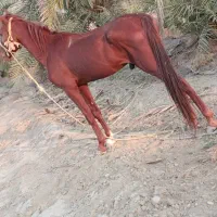 فروش اسب|اسب و تجهیزات اسبسواری|بندرعباس, |دیوار