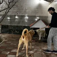 سگ عراقی|سگ|تبریز, |دیوار