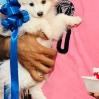 پامرائین روباهی عروسکی