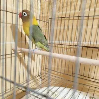 کوتوله|پرنده|زاهدان, |دیوار