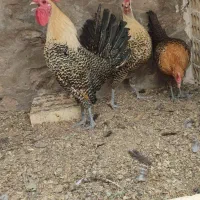 جوجه ویاندوت.براکل|حیوانات مزرعه|یزد, |دیوار