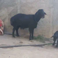 قوچ قره قزل