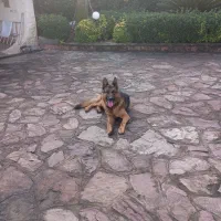 سگ ژرمن موکوتاه