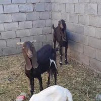 بزپاکستانی اصل