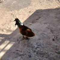 خروس و بوقلمو|حیوانات مزرعه|نورآباد, |دیوار