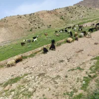 فروش قوچ و کوهه