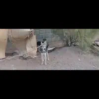 دو سگ ۹ ماه ماده گم شده|حیوانات|کرمان, |دیوار