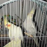 چند عدد عروسک