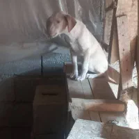 توله پوینتر  شکاری