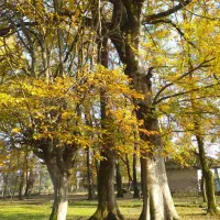 سرچینه یا کاه