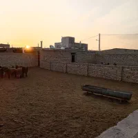 رهن واجاره  دامداری