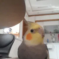 گمشده