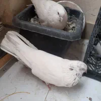 کبوتر،کفتر|پرنده|شهریار, یوسف آباد صیرفی|دیوار