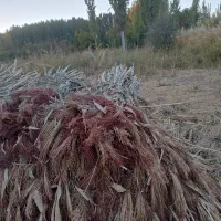 جارو|لوازم نظافت|زنجان, |دیوار