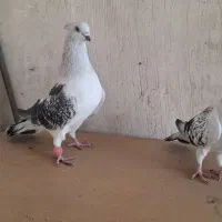 شامی کاکلی|پرنده|مشهد, نیزه|دیوار