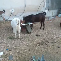 چند راس حیوان|حیوانات مزرعه|جم, |دیوار