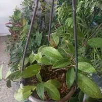 باقیمانده گلهای اپارتمانی فقط ۱۷۰|گل و گیاه طبیعی|شهرکرد, |دیوار