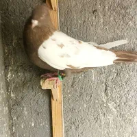 سینه کله