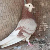 ماده شازده مور کاکولی پرشی